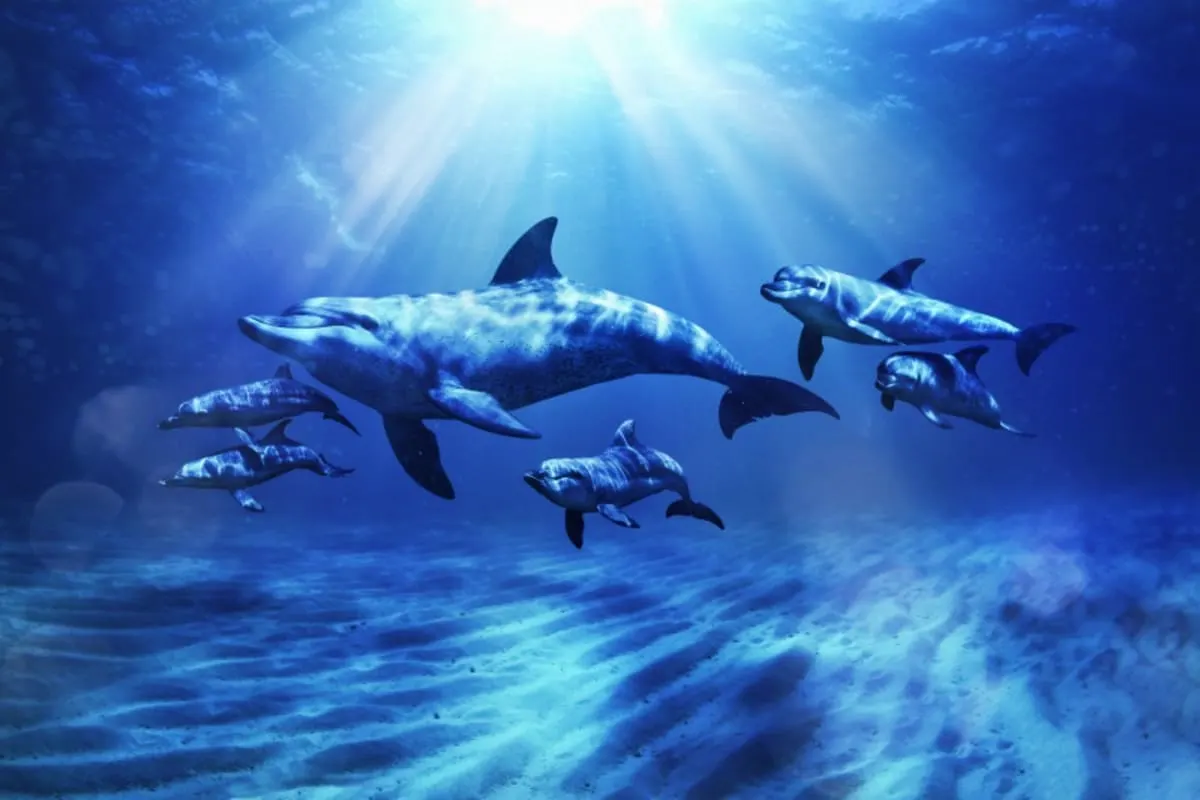 Dolphin Bay - Atlantis Dubai - Image 14