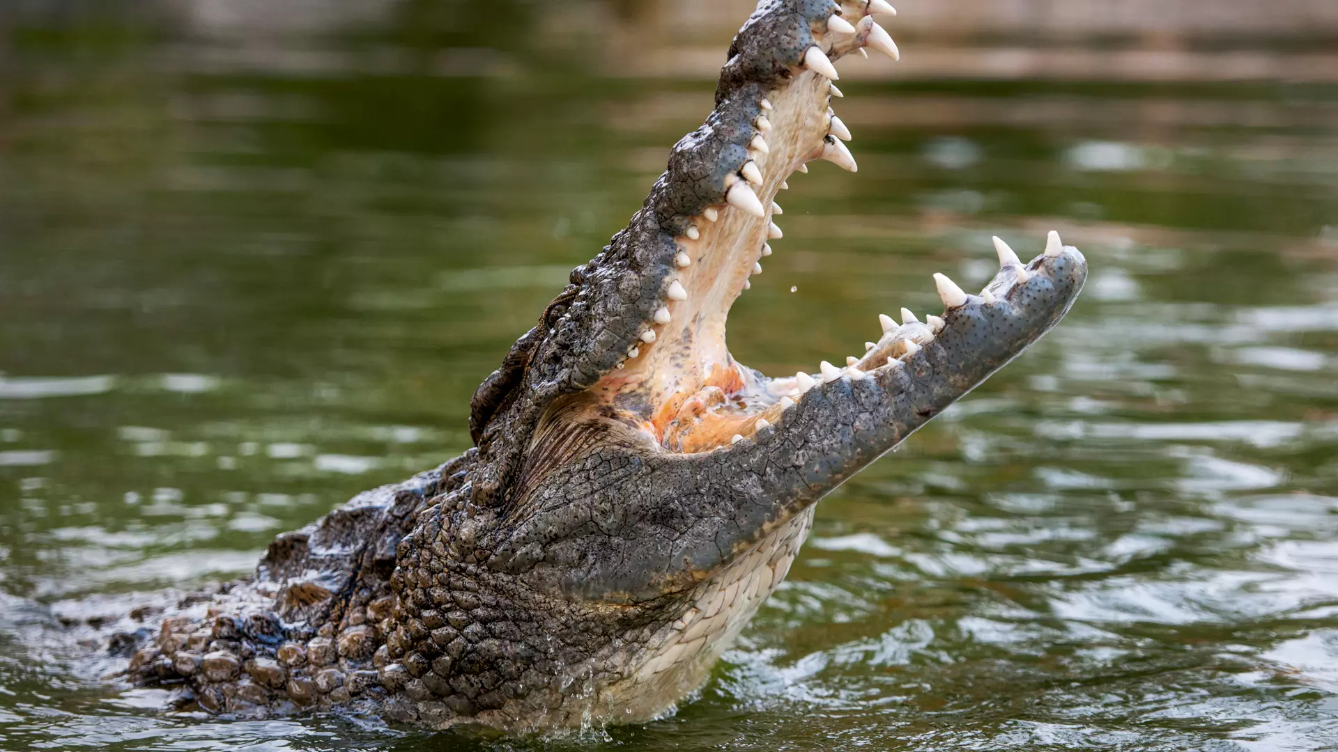 Dubai Crocodile Park - Image 2