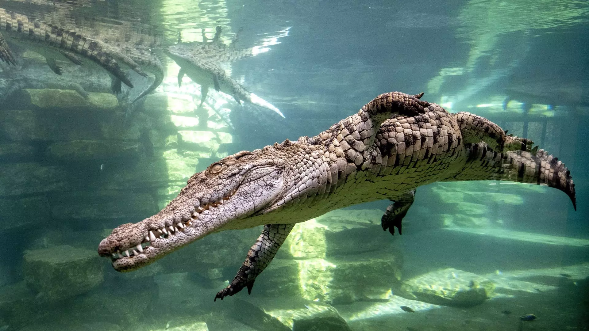 Dubai Crocodile Park - Image 3