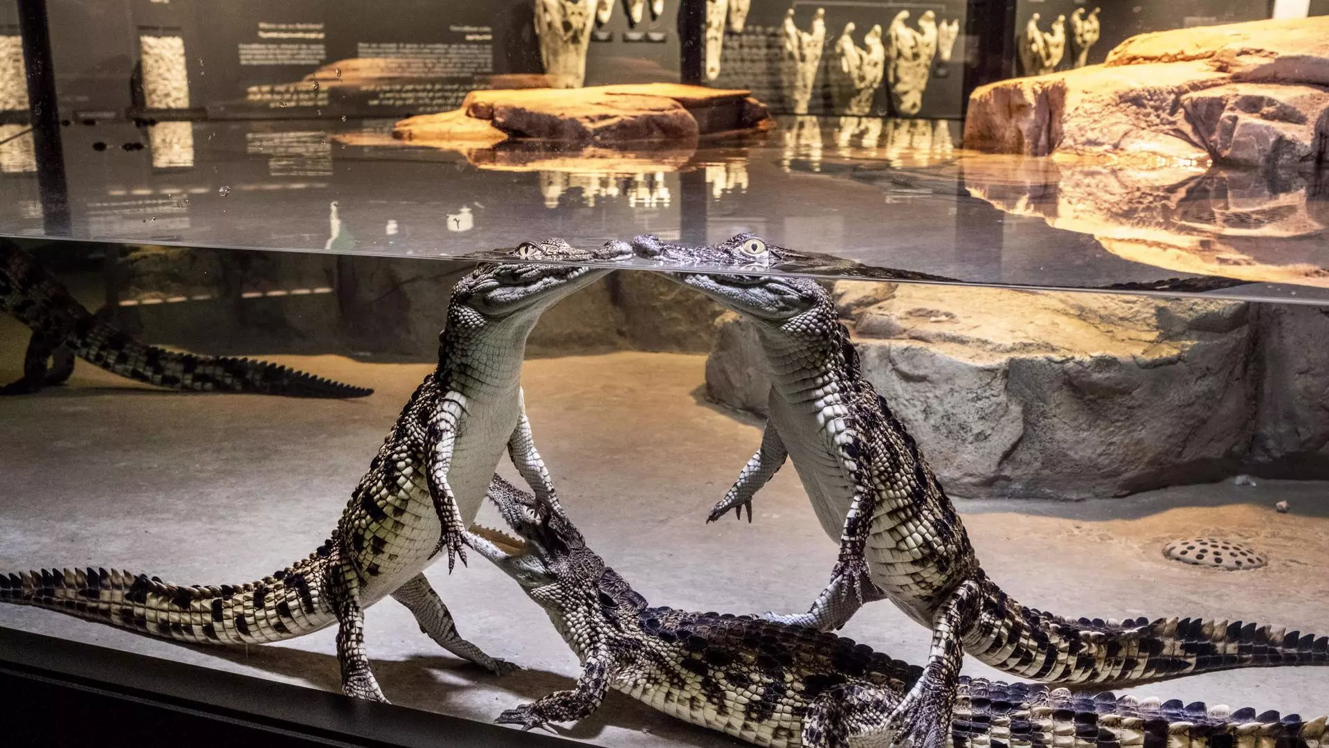 Dubai Crocodile Park - Image 4