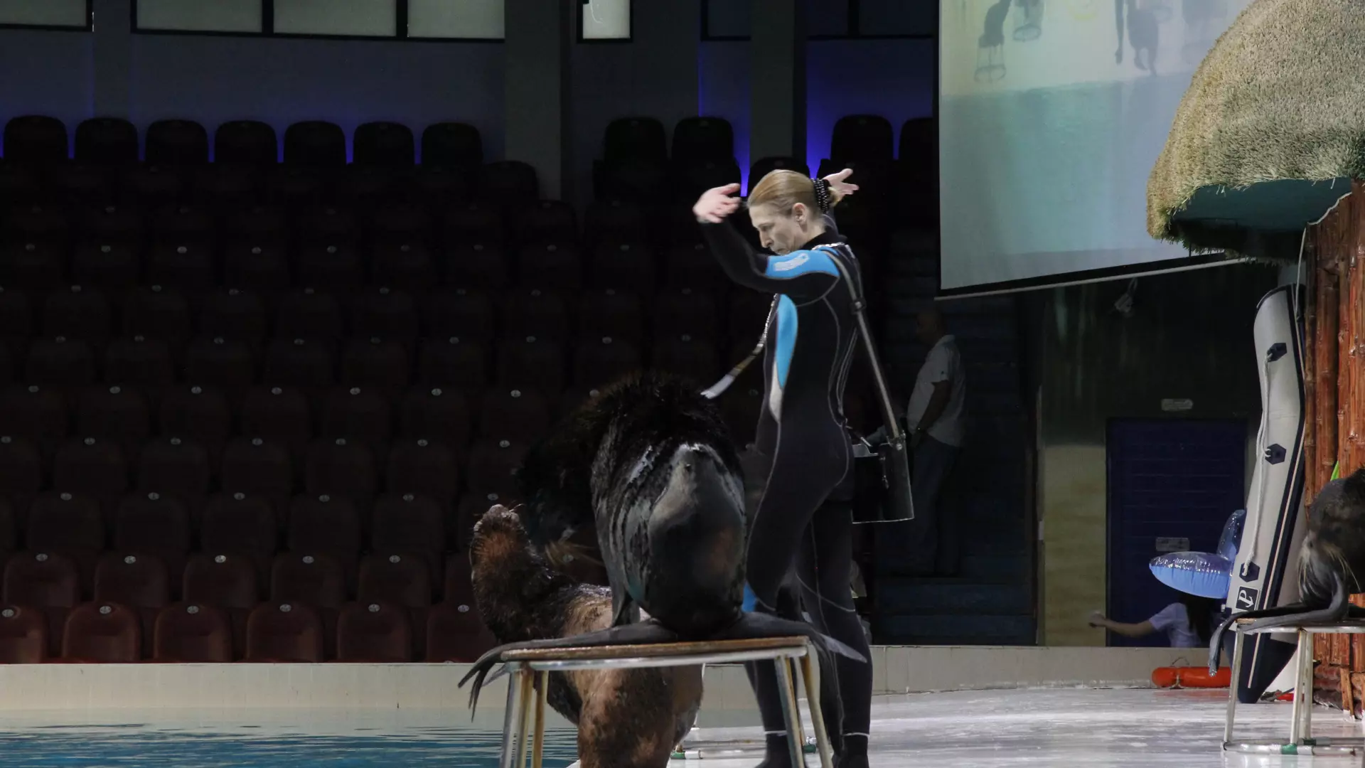 Dubai Dolphinarium - Image 5