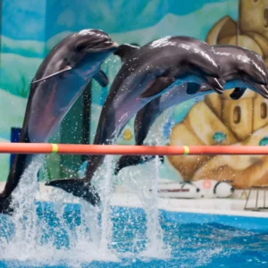 Dubai Dolphinarium