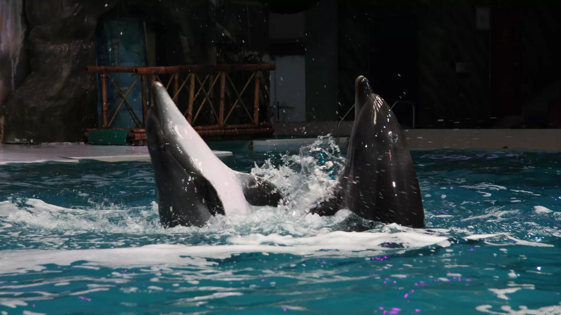 Dubai Dolphinarium - Image 10