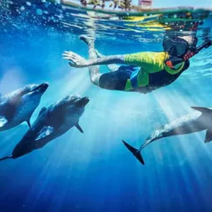 Dolphin Bay - Atlantis Dubai