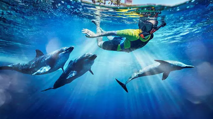 Dolphin Bay - Atlantis Dubai