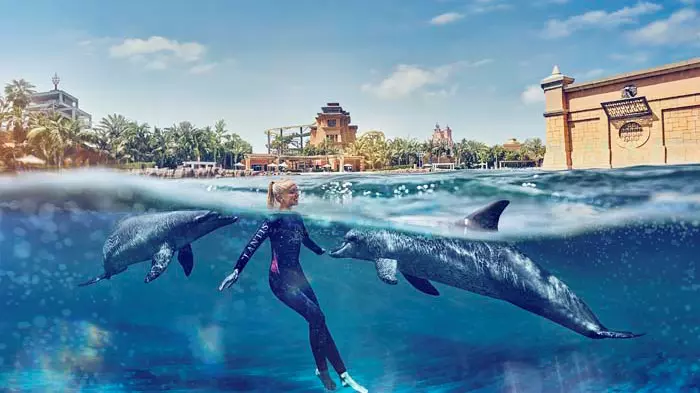 Dolphin Bay - Atlantis Dubai - Image 12