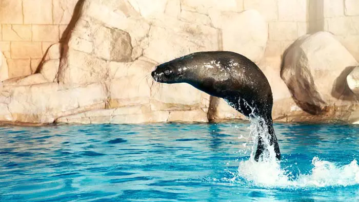 Dolphin Bay - Atlantis Dubai - Image 13