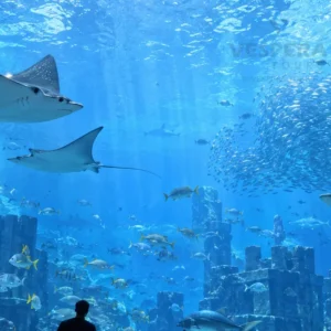 Dubai Aquarium & Underwater Zoo