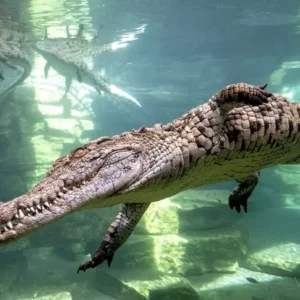 Dubai Crocodile Park