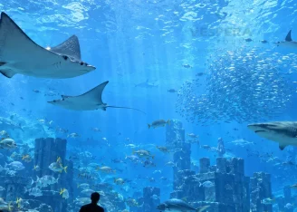 Sharks and rays at Dubai Aquarium and Underwater Zoo